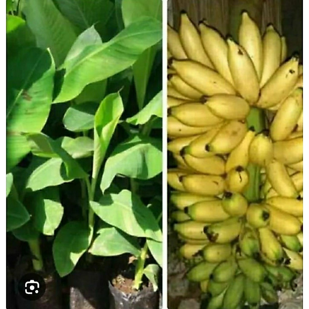 bibit pisang Lampung