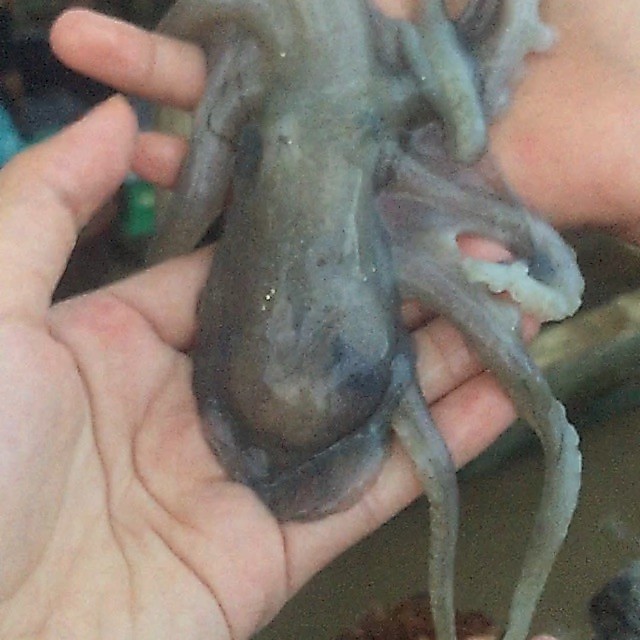 Gurita hidup 1kg