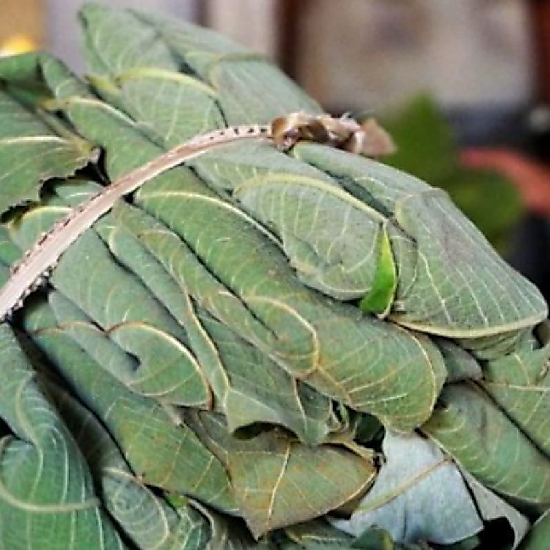 Tempe Mentah Bungkus Daun Jati Khas Blora isi 10