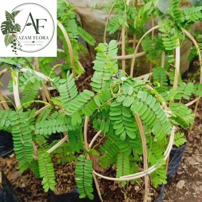 ~ ( BISA COD ) Pohon Daun Saga Tanaman Obat Daun Saga Pohon Saga / Tanaman Herbal Daun Saga / Pohon 