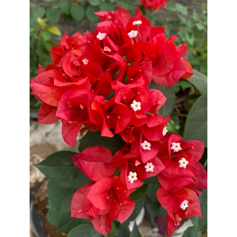 [bisa cod]  original Bougenville Red Mega Bunga Merah Segar