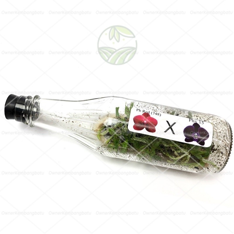 TANAMAN FULL MEDIA Bibit Tanaman Bunga Anggrek Dalam Botol - Anggrek Botol Bulan / Dendrobium / Vand