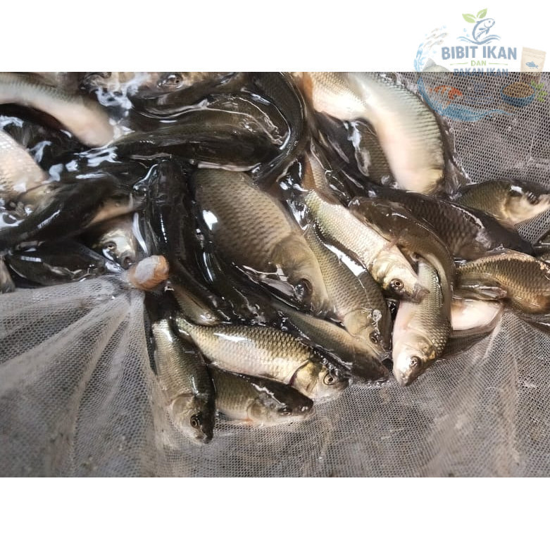 bibit / benih Ikan mas 1 - 2 jari  per kg / bibit ikan di bandung