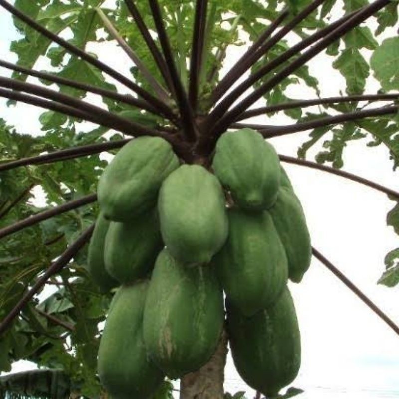 READY BIBIT PEPAYA WULUNG  100 BIJI