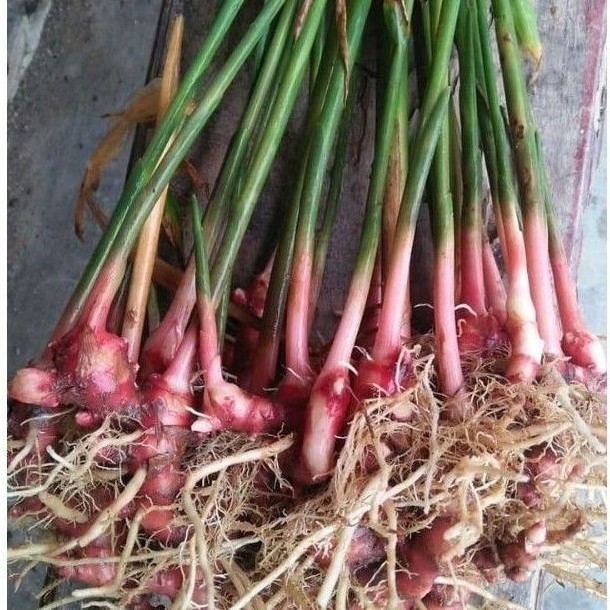 Bibit jahe merah super unggu/bibit jahe merah emprit siap tanam ALM