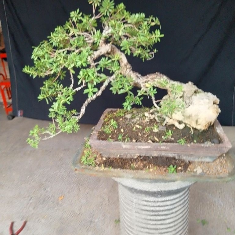 bonsai santigi karang