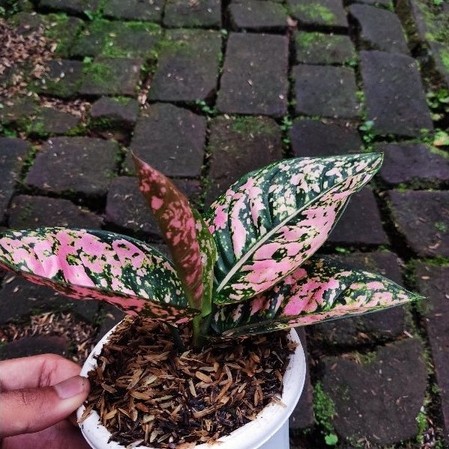 Aglonema ruby fanta tanian lokal
