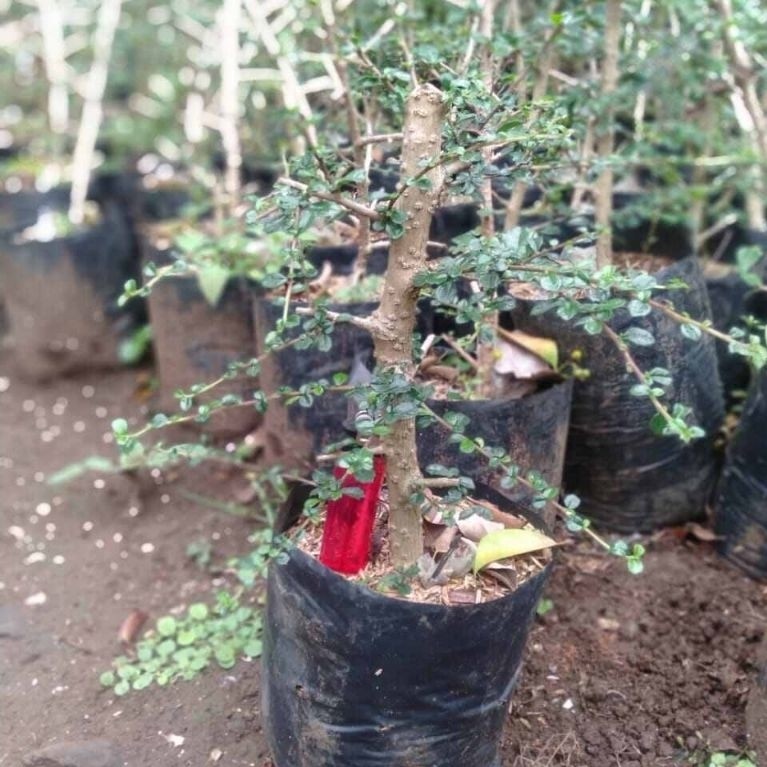 Bahan bonsai hokiantea mikro ukuran jempol