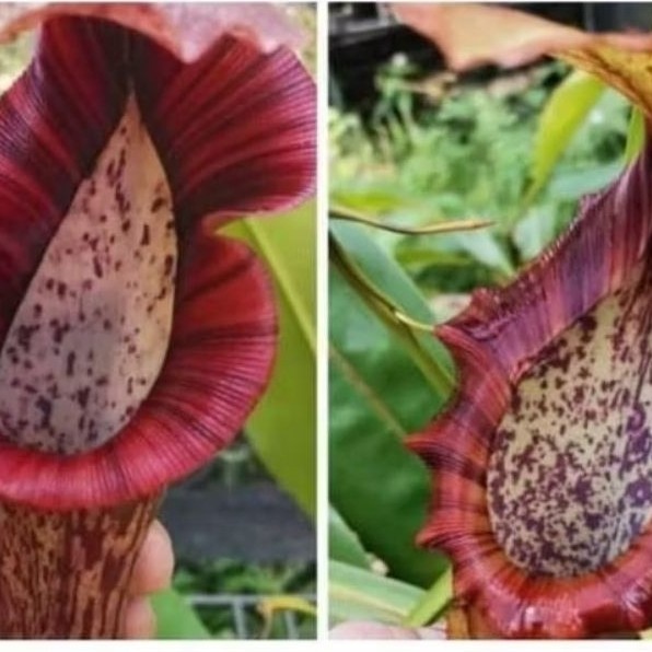 seedling nepenthes hybrid BBTC x NLVB