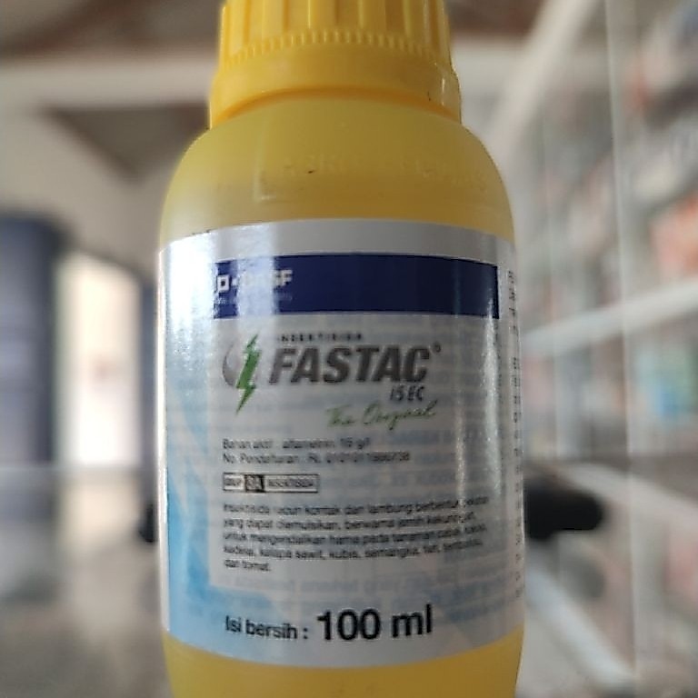 fastac kecil