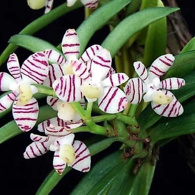 Anggrek trichoglottis pusila#vanda mini