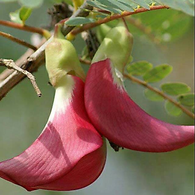 [ Isi 10 Seed ] Benih - Biji Bunga Turi Merah - Pohon Turi Merah