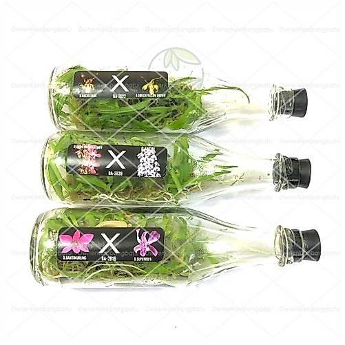 Bibit Anggrek Dendrobium Botolan | Bibit Anggrek Dendrobium | Anggrek Dendro | Anggrek Dendro dalam 