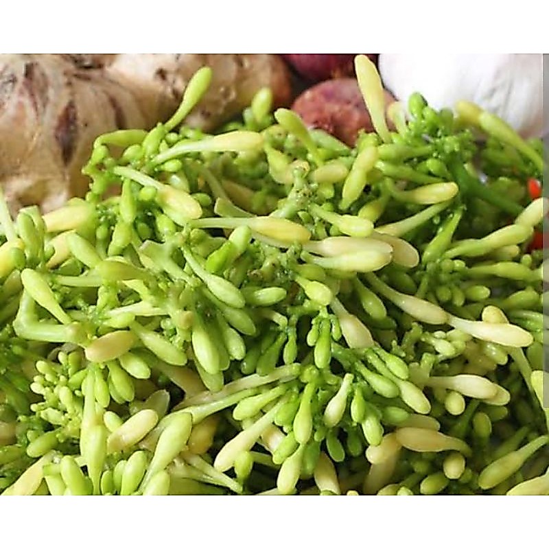 BUNGA PEPAYA PER 100 GR SAYUR SEGAR PALEMBANG