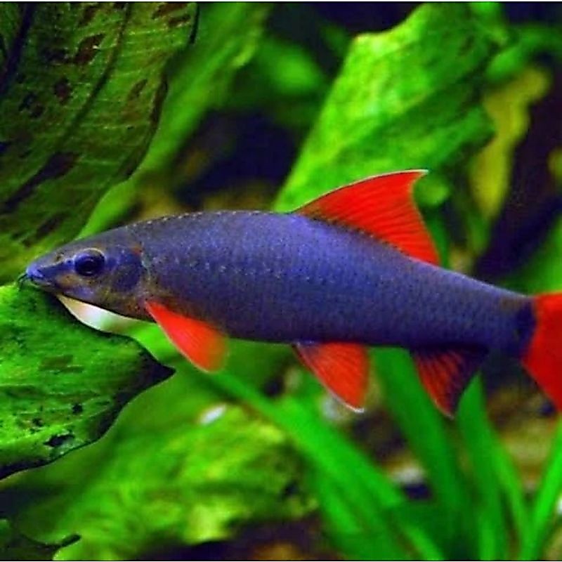 iIkan Red fin shark redfin minnow rainbow hias aquascape tankmate aquarium hiasan pembersih dasar
