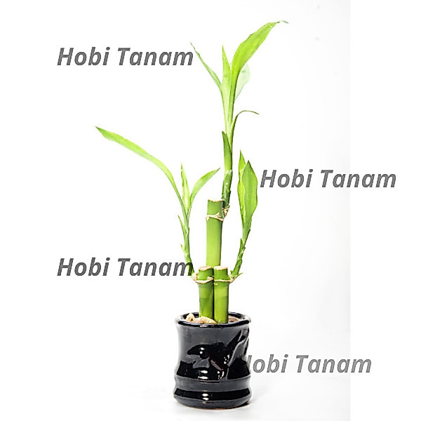promo (2 batang Bambu Hoki) tanaman Bambu Rejeki Pagoda bibit bambu hoki sri rejeki bibit bambu sri 