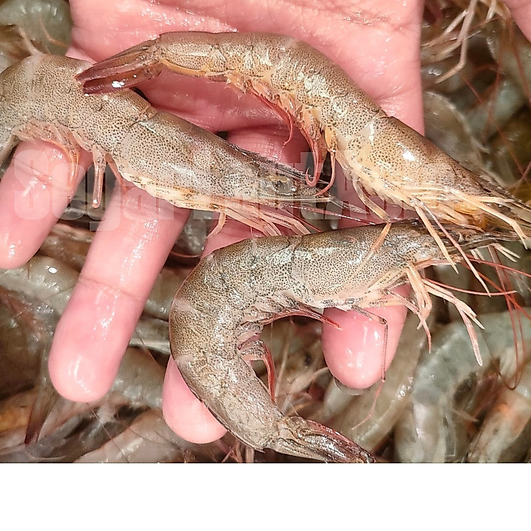 Udang Api 1Kg Udang Api Segar Udang Segar Udang Laut