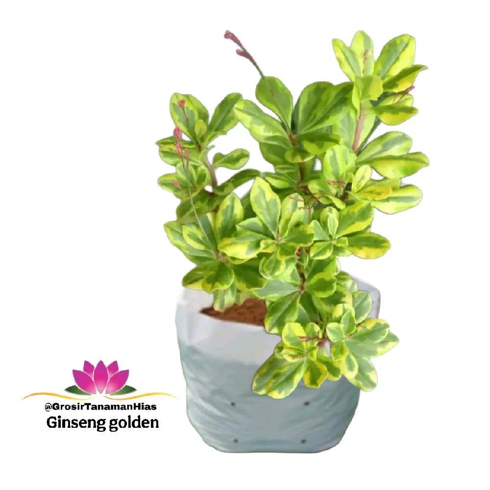 Tanaman Ginseng Golden / Pohon Ginseng Korea daun Kuning