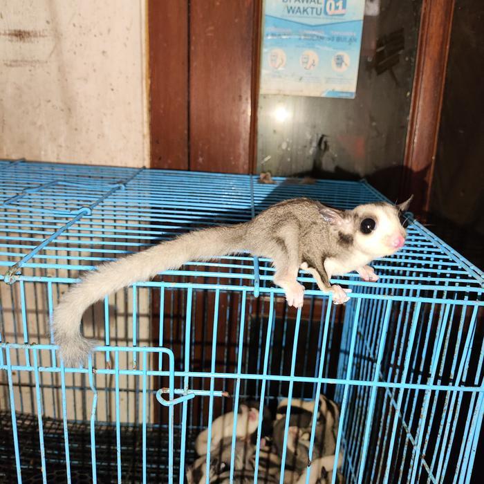 Sugar glider mozaic ringtail