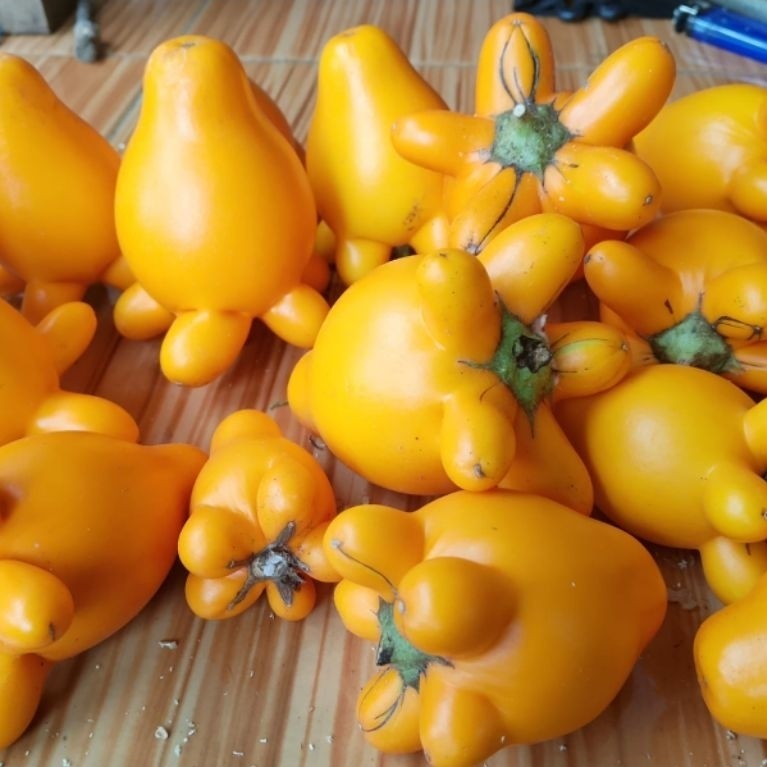 Terong susu panda/terong sumatra/terong hias langsung siapkirim per 1 buah