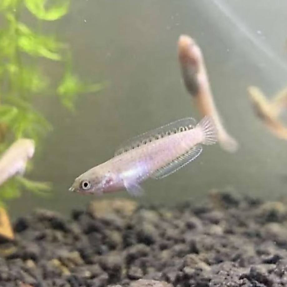 Andrao Baby'an Size 3-4cm, Indukan Bagus Dan Berkualitas isi 2+pakan