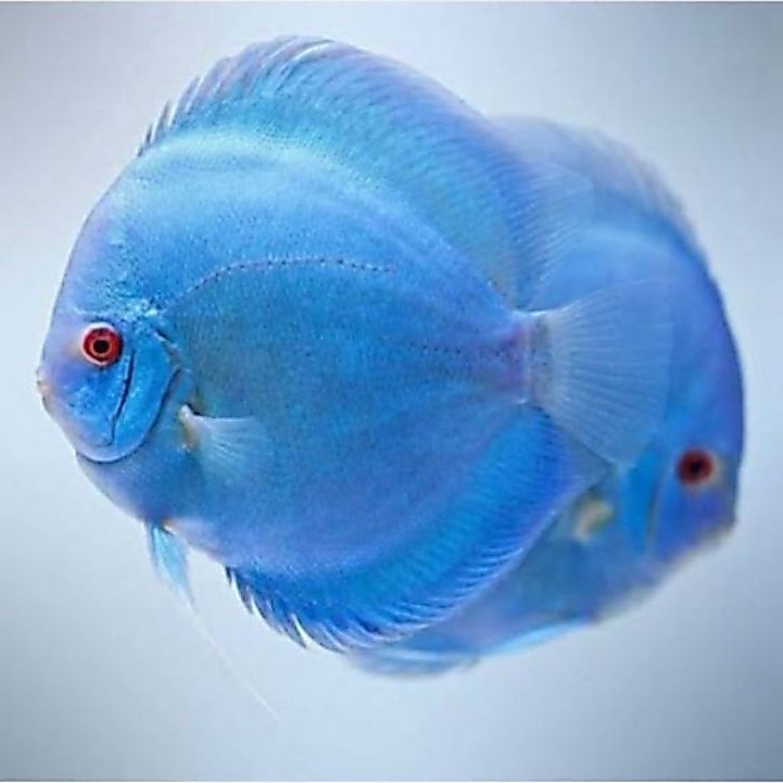 IKAN DISCUS BLUE DIAMOND TOP GRADE