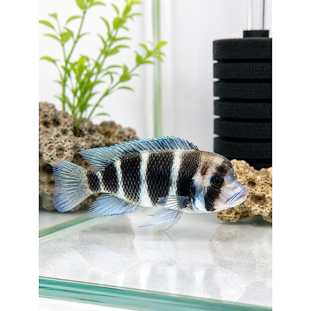 Frontosa Burundi 25cm Super Quality | Ikan Hias Cichlid Afrika Tanganyika Dewasa Jumbo