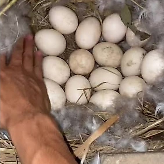 Telur Entok Jumbo A1 Panjang Indukan 100cm x 85cm