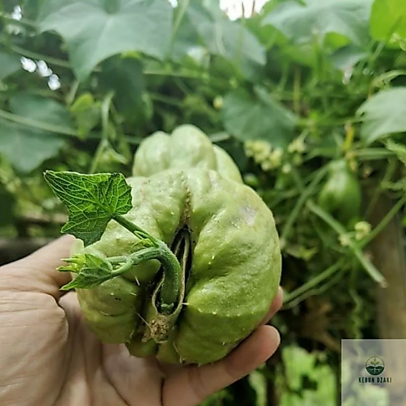 KEBUN DZAKI - Bibit Labu Siam / Benih Labu Siam