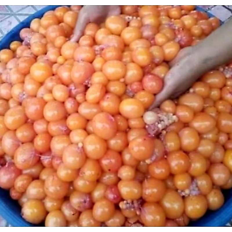 telor muda ayam/uritan