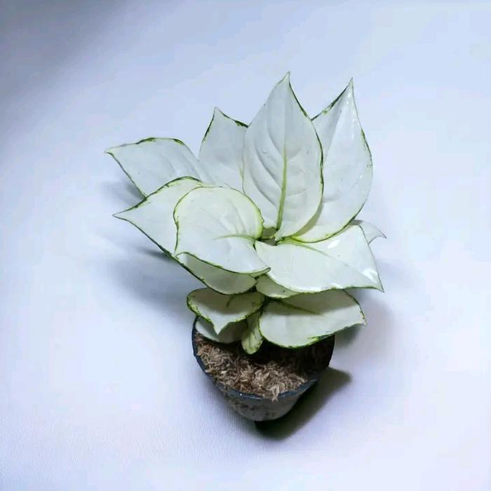 aglonema super white tisu cantik ukuran remaja