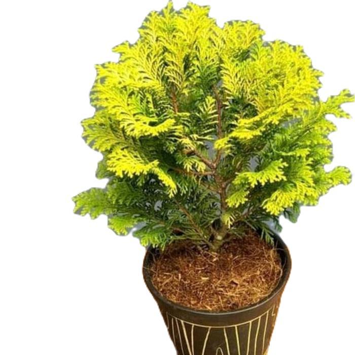 tanamanhias cemara golden - tanaman cemara golden - cemara golden Daun