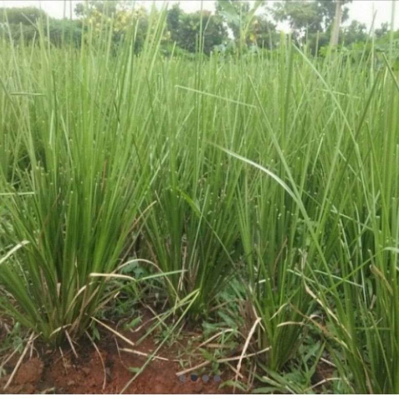 PROMO GROSIR!!! Rumput Vetiver Akar Wangi Bibit Rumput Vetiver Akar Wangi