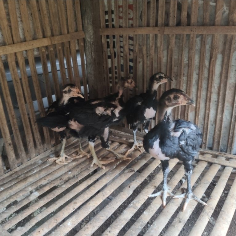 anak ayam betina Bangkok Mangon usia 2 bulan up