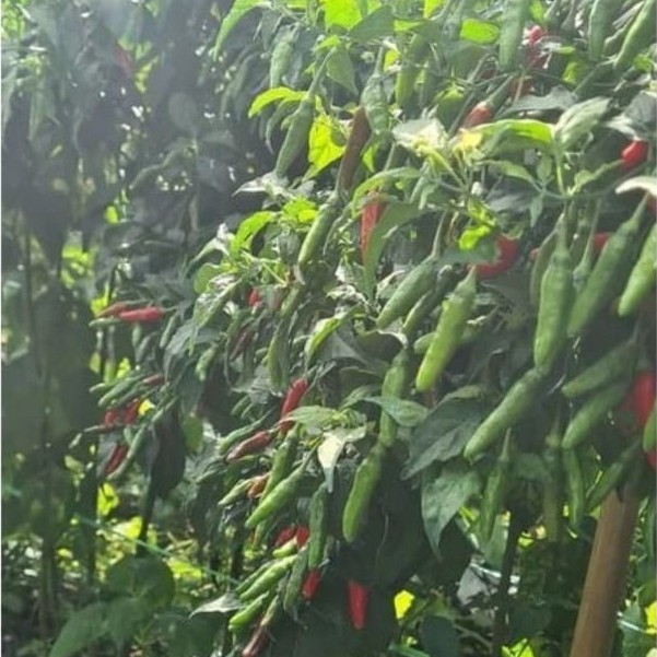 Zico Stored Bibit Cabe Rawit Lokal Siramos - 100 Biji