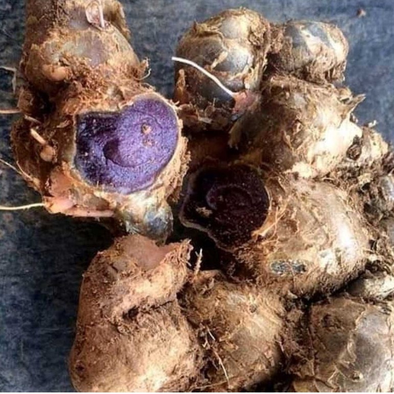 Kunyit Hitam Asli 250 Gram - Antioksidan Tinggi, Meredakan Nyeri, Membantu Imunitas