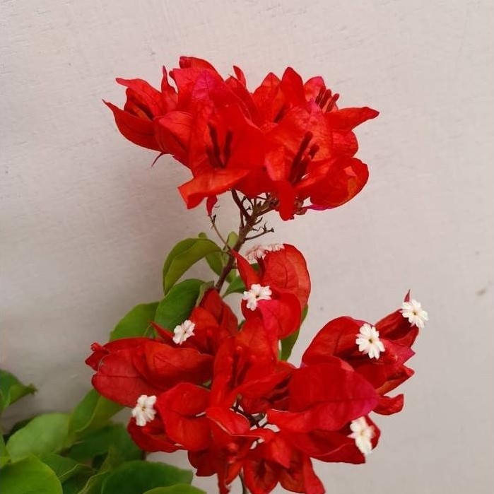 BIBIT TANAMAN HIAS BUGENVIL BUNGA KERTAS BOUGENVILLE ANGGUR MERAH CABE