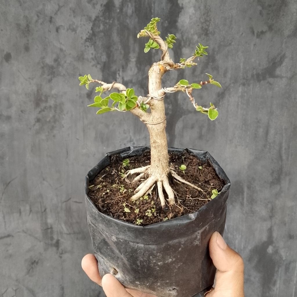 Bonsai shito sancang variegata     Berkualitas