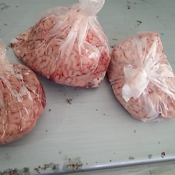 otak sapi segar utuh