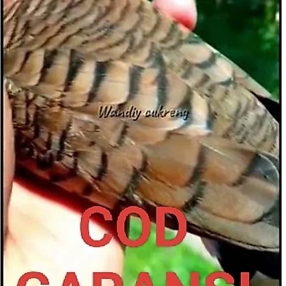 PERKUTUT KATURANGGAN KIDANG KENCONO ASLI LOKAL MADURA