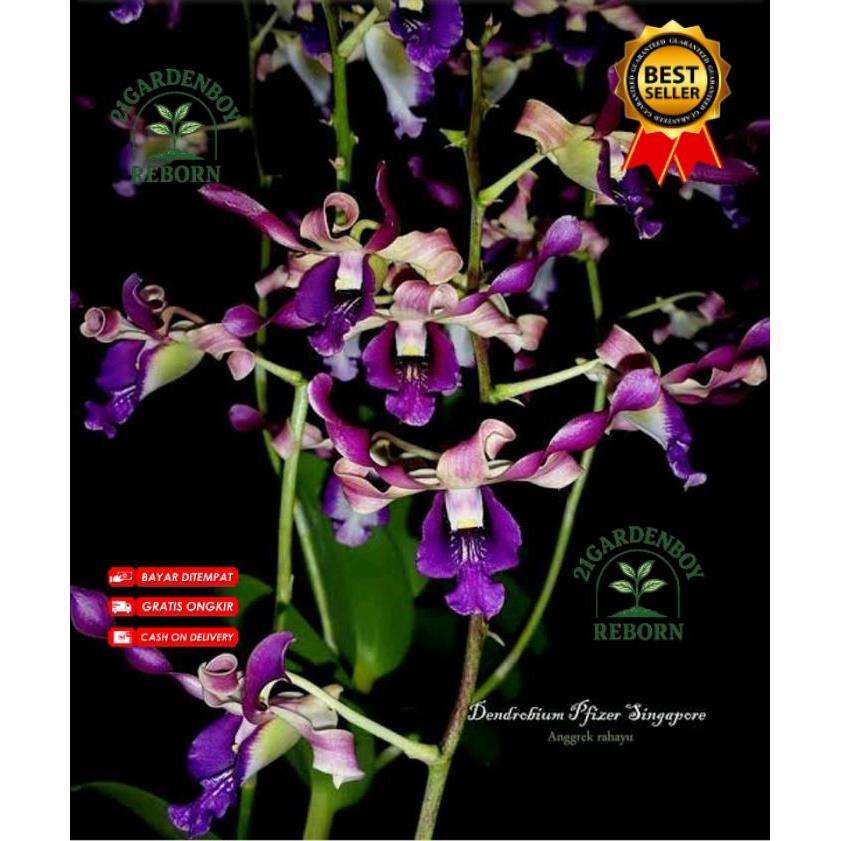 (BISA COD) Anggrek Dendrobium Pfizer Singapore Remaja