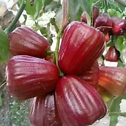 jambu dalhari
