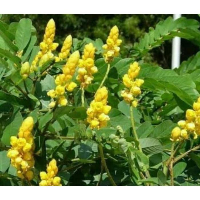 BENIH KETEPENG CINA KIMANILA Obat Herpes dan Kapalan Alami Tanaman Daun - ketepeng cina, 100biji