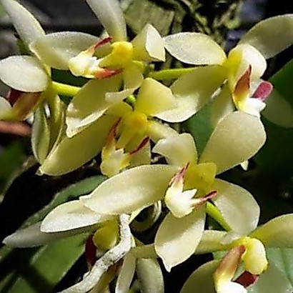 anggrek pteroteras pallidum bunga wangi