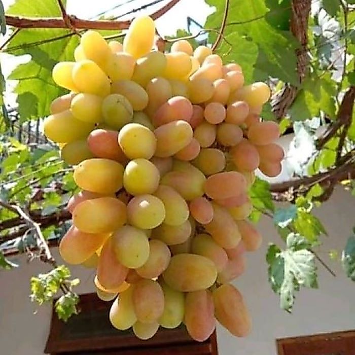 BIBIT ANGGUR IMPORT TRANSFIGURATION GENJAH