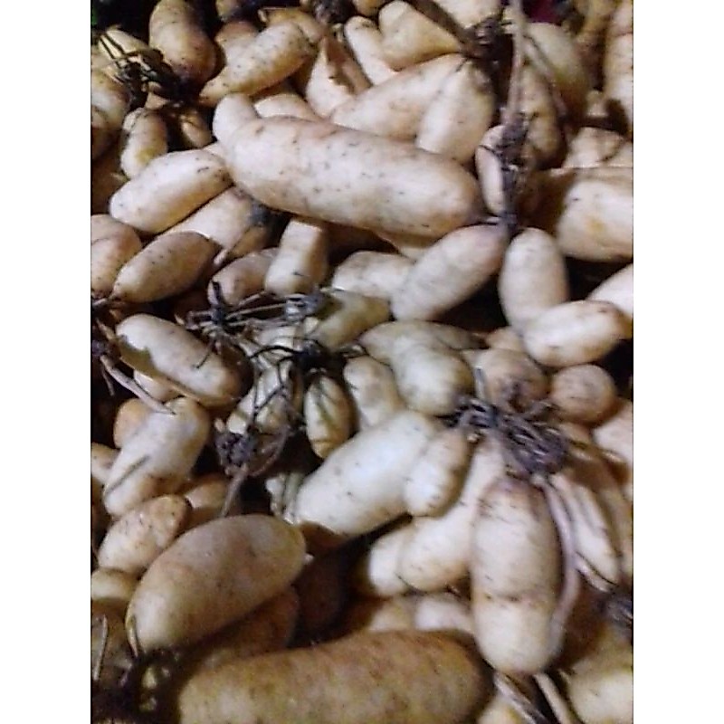 UBI GEMBILI KETAN MENTAH 1KG