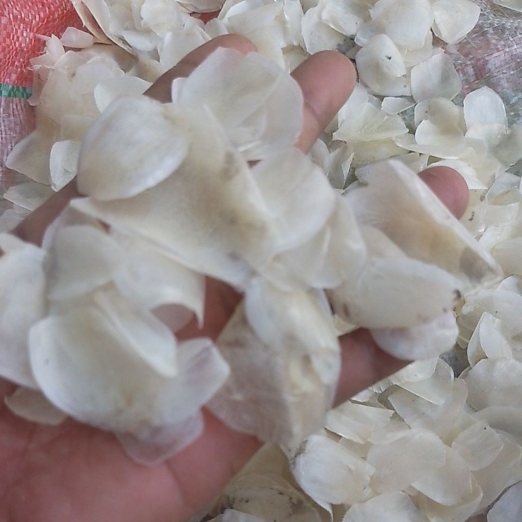 SISIK IKAN KAKAP KERING DAN BERSIH UKURAN SIZE BESAR2 BERAT 1 KG