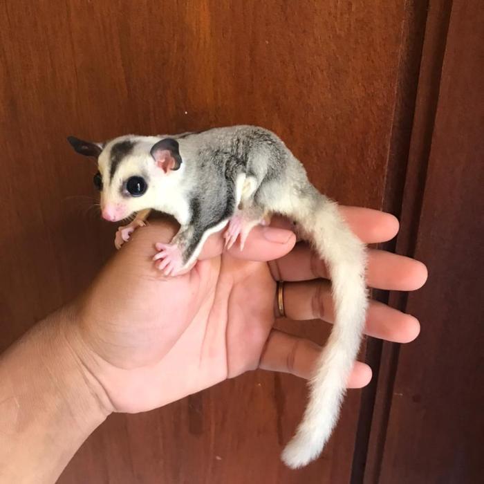 joey sugar glider mozaik J/B