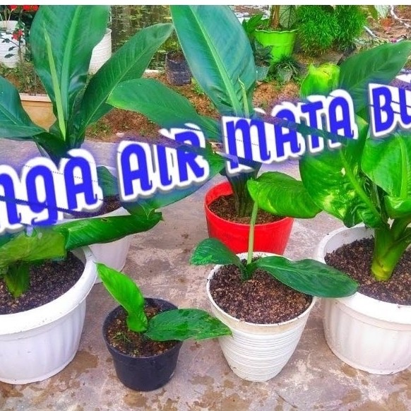Tanaman air mata ibu