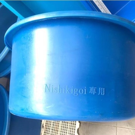 Bak bulat nishikigoi diameter 80cm tinggi 40cm, bak karantina ikan koi